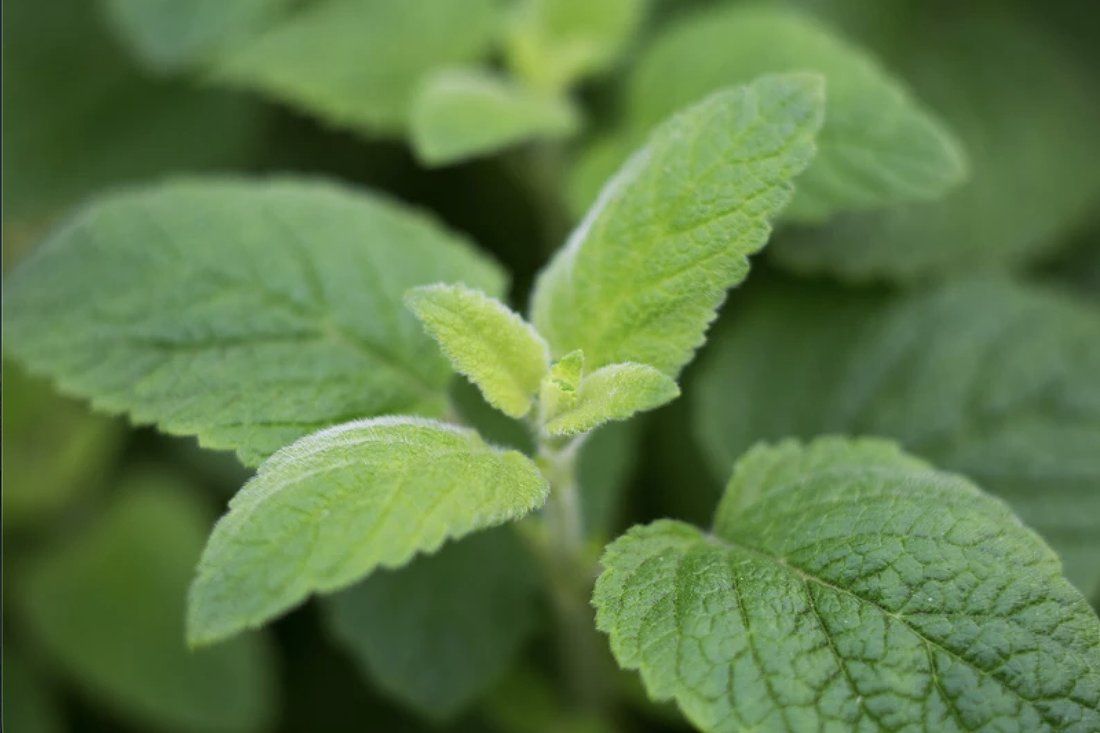 Folhas de Menta Arvensis, matéria-prima do mentol natural
