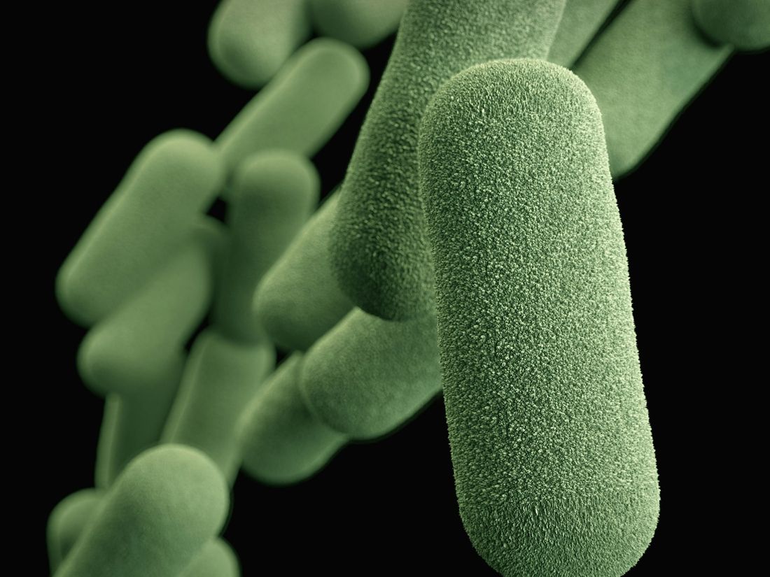 Cultura de bactérias láticas ao microscópio